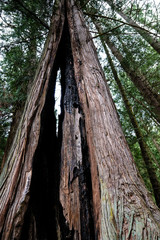 Burned Tree 