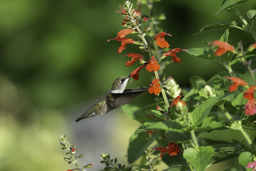 Pollen Covered Head