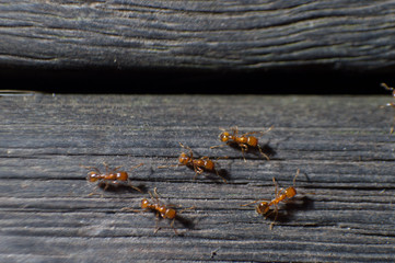 group of ants