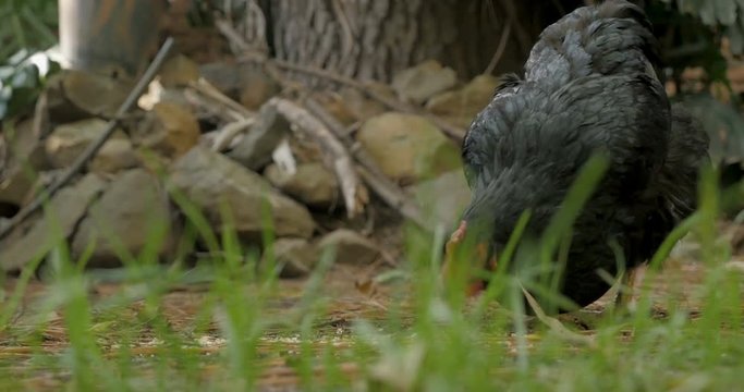 Close up of a free range black australorp chicken eating and pecking feed