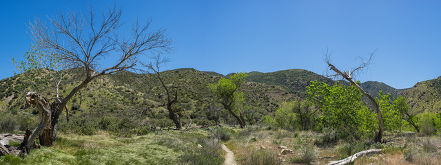 Panoramic scene of empty California woodland meadow in a green valley.