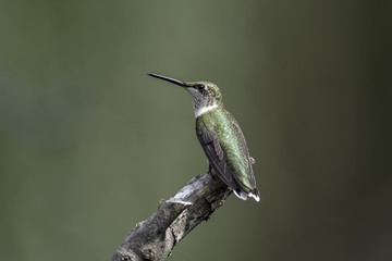 The Guardian
