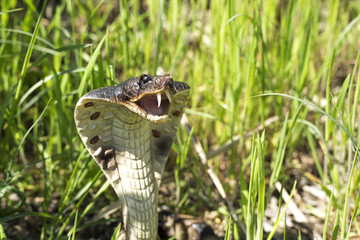 royal cobra in the grass