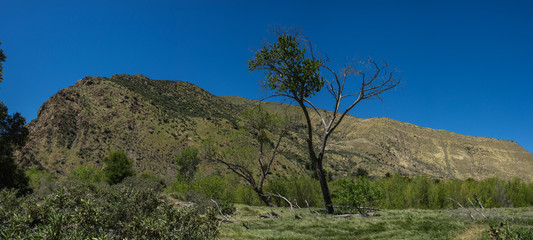 Single tree growing in the grass of a mountain valley in a southern California meadow.