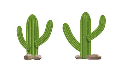 Cactus plants on white background illustration. Green isolated cactus set