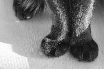 Close up of a black cats paws in black and white