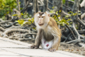 female wild rhesus monkey vietnam