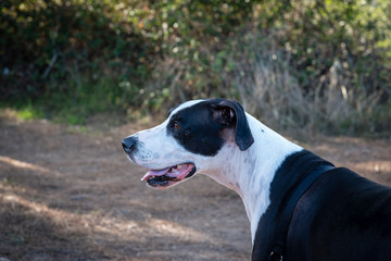 Profile of great dane dog outside.