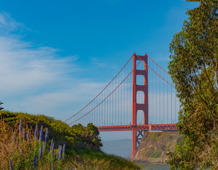 View of Golden Gate Bridge through the trees