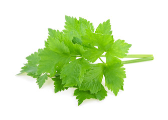 Celery isolated on white background