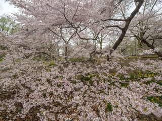 Fototapeta premium Central Park, New York City spring