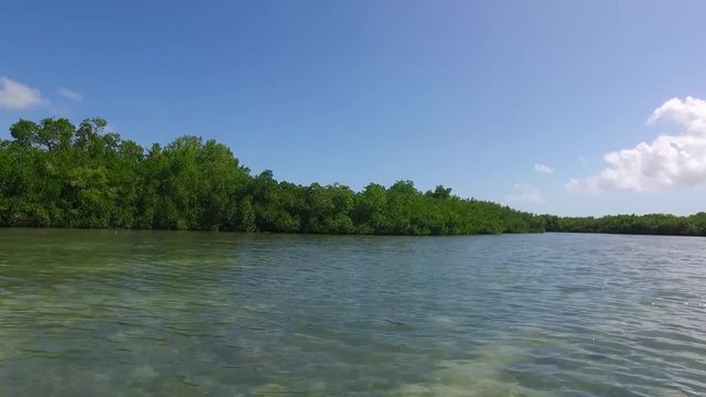 manglar cielo mar caribe