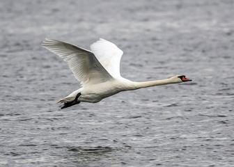 Fototapeta na wymiar mute swan,Cygnus olor on lake