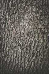 Tree Texture