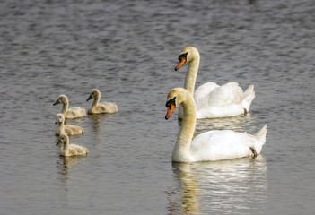 Obraz premium mute swan,Cygnus olor on lake
