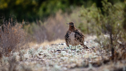 A Roadrunner fluffs it's feathers to warm up in the morning.