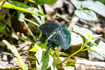 Obraz premium Many wild butterflies on ground in Kaeng Krachan National Park, Phetchaburi province, Thailand