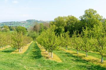 Fototapeta na wymiar Hügellandschaft Obstplantage