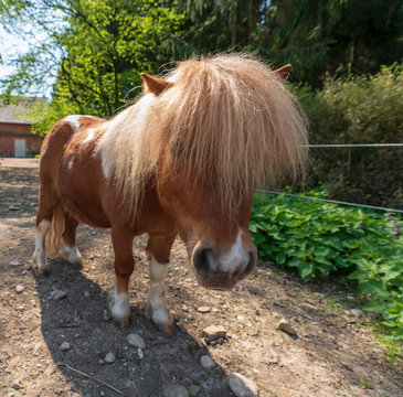 Zwergpony