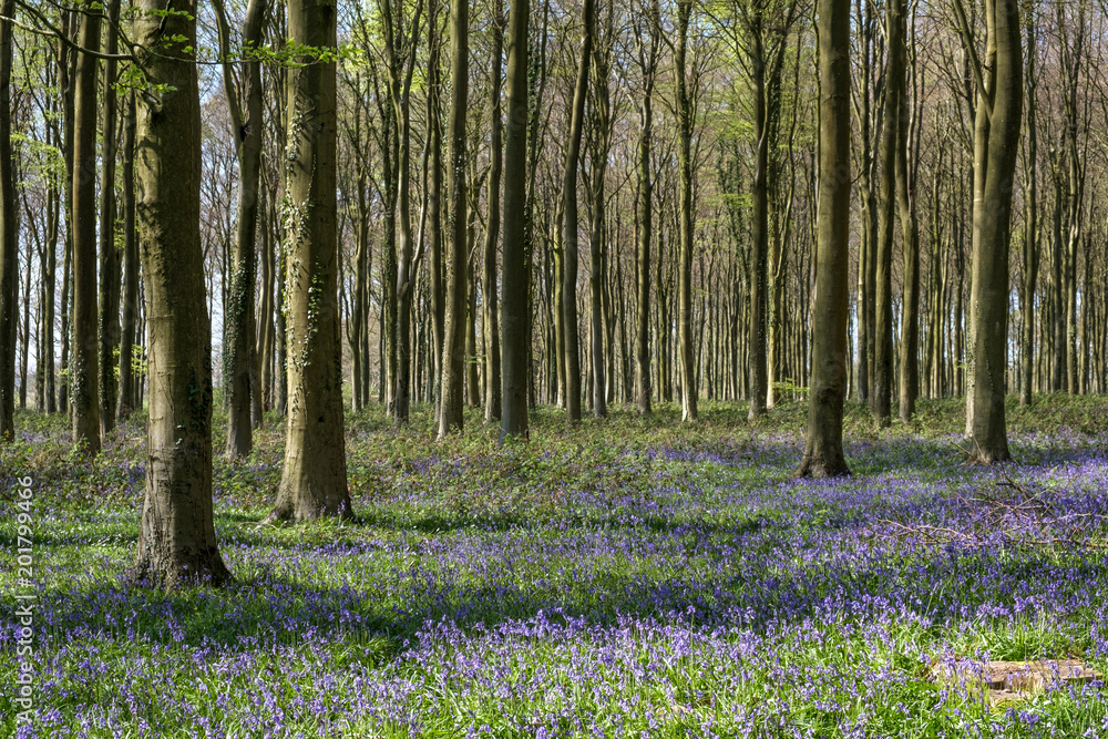 Wall mural Bluebells in Wepham Wood