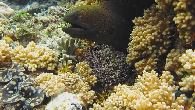 Moray Eel peeking out of a coral reef