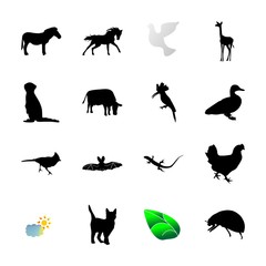 icon Animal with bulbul, friday 13, pussycat, eagle and savannah