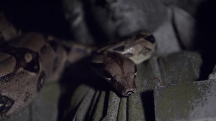 Snake on statue rack focus - Powered by Adobe