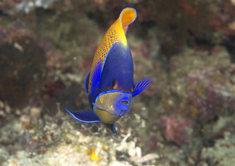 Blueface or yellowface angelfish ( Pomacanthus xanthometopon ) swimming over corals of Bali, Indonesia