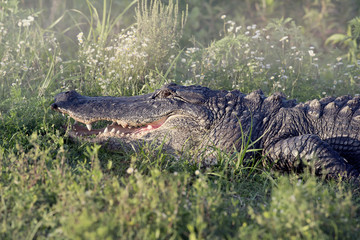 Alligator sunning in grass