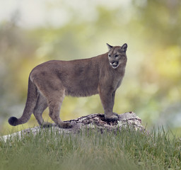Florida panther or cougar © SunnyS