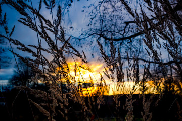 Beautiful sunset, view through the grass in the field
