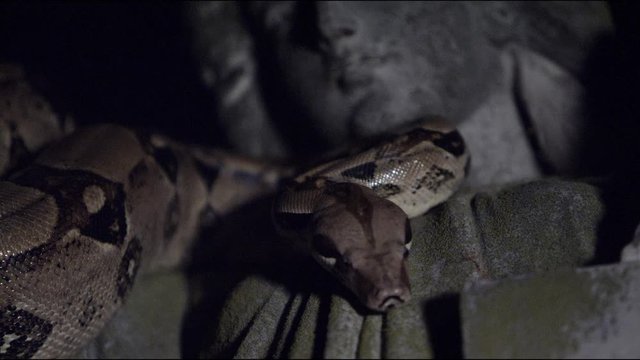 Snake on statue Close Up