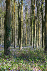 Obraz premium Bluebells in Wepham Wood