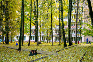Park sanatorium Vorobyevo in autumn, Russia. A lot of yellow fallen leaves
 - obrazy, fototapety, plakaty