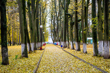 Park sanatorium Vorobyevo in autumn, Russia. A lot of yellow fallen leaves
 - obrazy, fototapety, plakaty