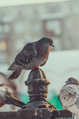 Pigeons are on the fence and staring into the distance in city