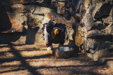 Steller's sea eagle drinks from a bowl. Formidable a bird. Angry look