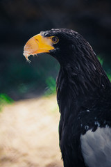 Steller's sea eagle, close up shot with blurred background. Formidable a bird. Angry look