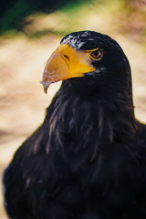 Steller's sea eagle, close up shot with blurred background. Formidable a bird. Angry look