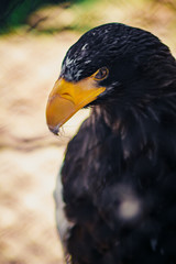 Steller's sea eagle, close up shot with blurred background. Formidable a bird. Angry look