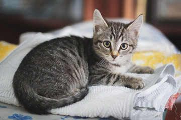 Striped kitten in a laundry stack