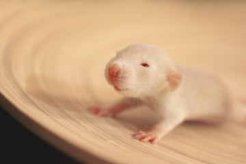 Funny curious begie rat looking (shallow DOF, selective focus on the rat nose and whiskers)