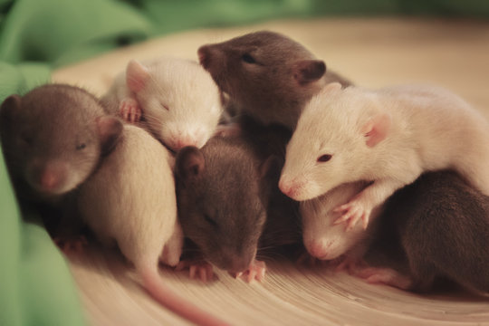Group of small, cute, baby domesticated pet dumbo rats
