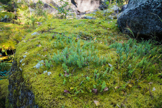 Green moss growing at the forest. Horizontal close-up, side view, selective focus. Can be used as background