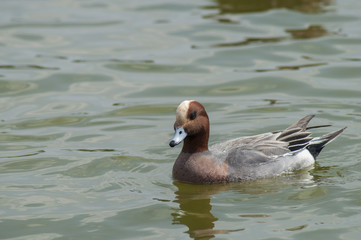 Patos
