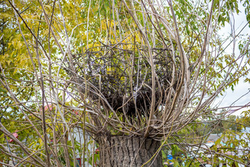 Large nest on a tree
