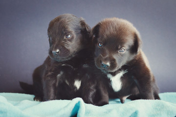 Two cute smiling black puppies looking away sitting on a blue background