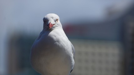 Australia Silver Gull Bird