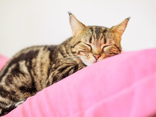 Cute bengal cat lying on cushion with comfortable style, sleepy cat.