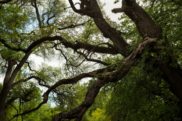 Branched Oak